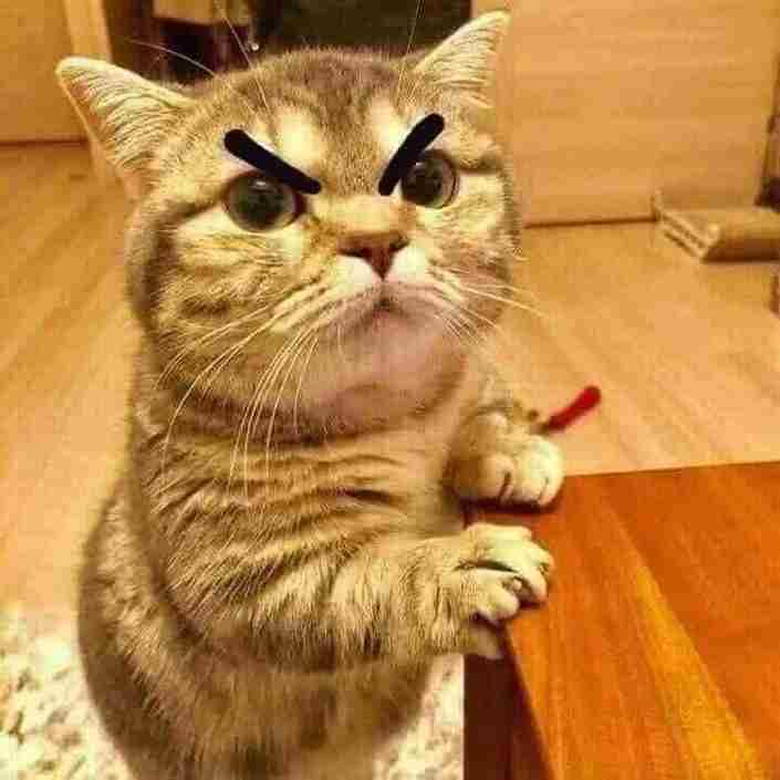 Ảnh Mèo Giận Cute 3