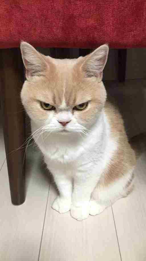 Ảnh Mèo Giận Cute 4