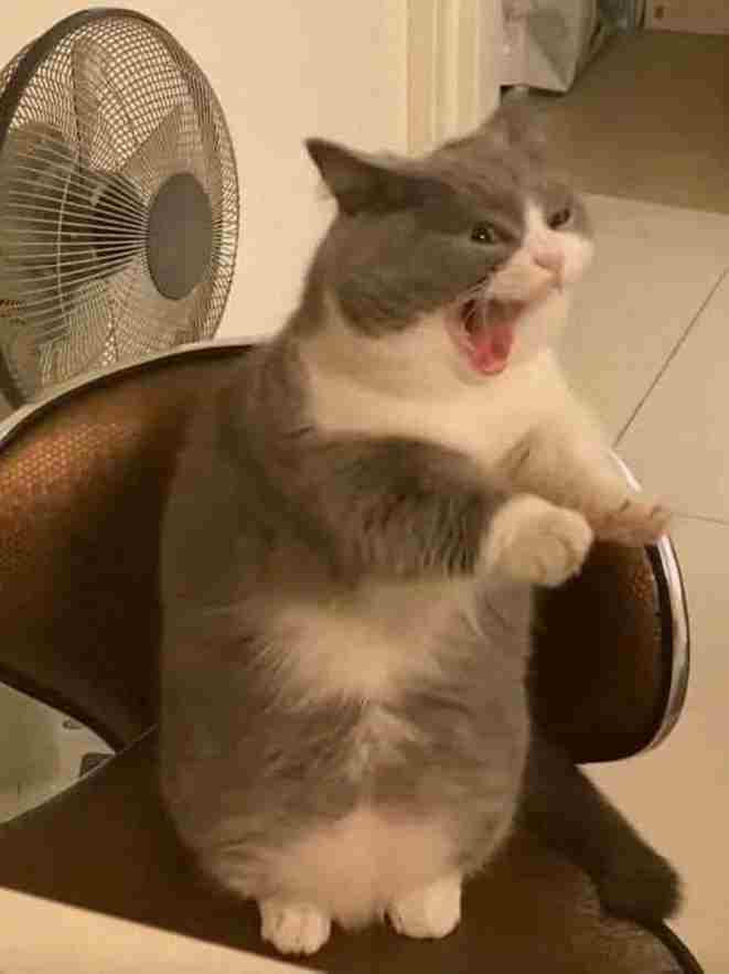 Ảnh Mèo Giận Cute 5