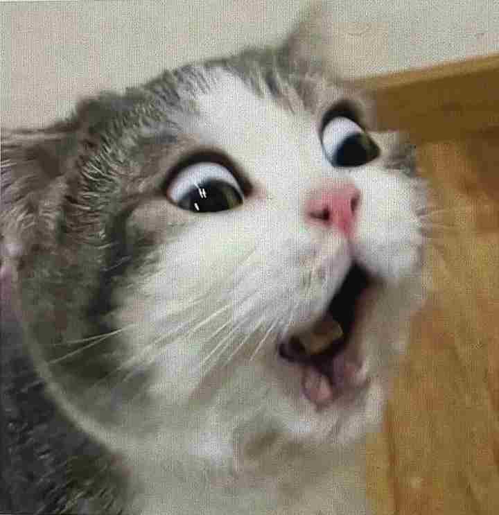 Ảnh Mèo Meme 18