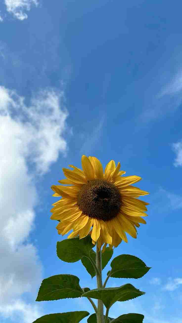 Ảnh Nền Đẹp 11