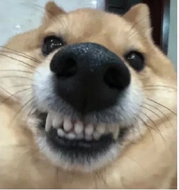 ảnh chó cười hài 17