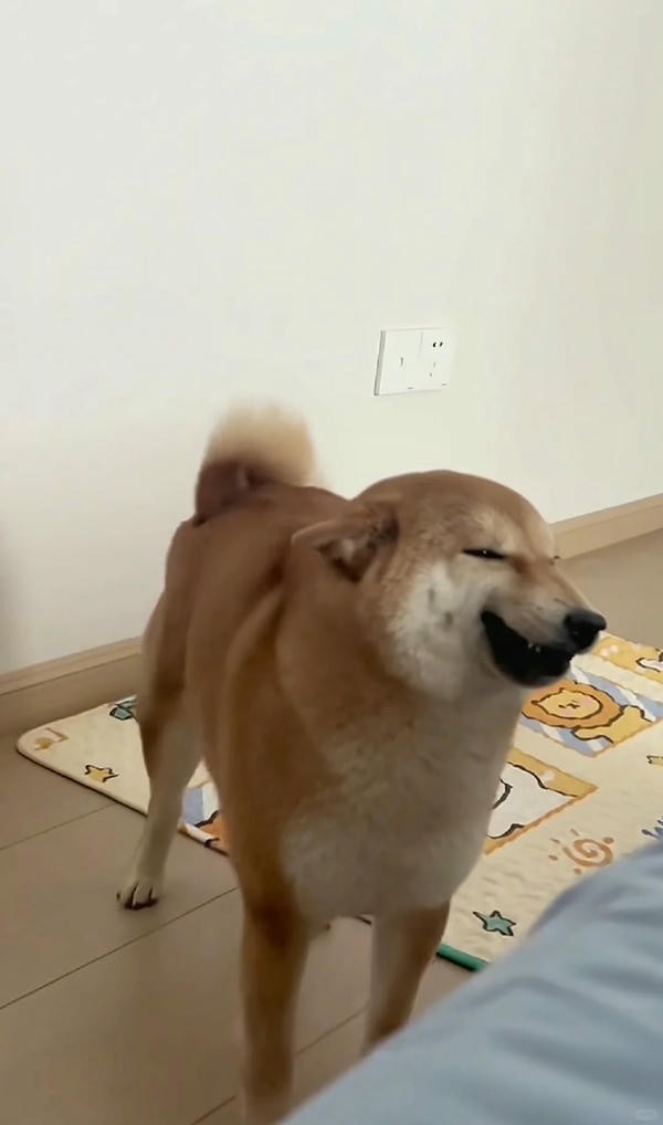 ảnh chó cười hài 2