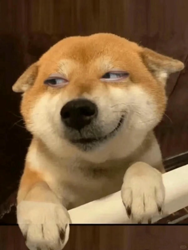 ảnh chó cười hài 26