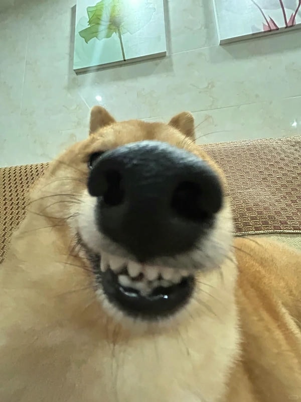 ảnh chó cười hài 8