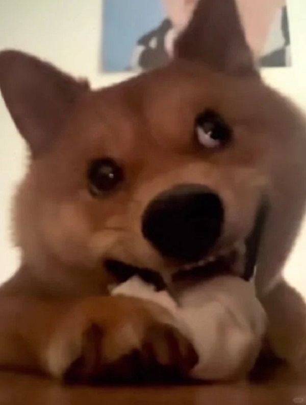 ảnh chó cười hài 9