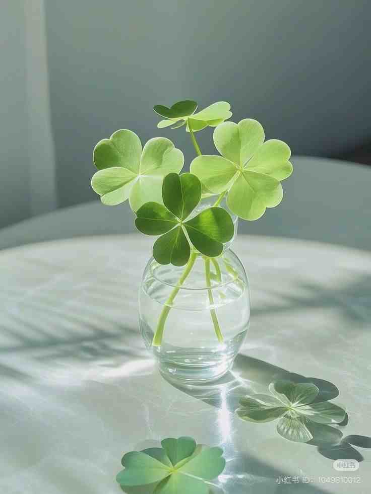 Ảnh cỏ 4 lá may mắn đẹp 17