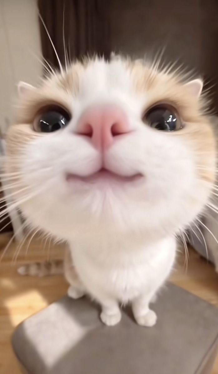 Ảnh Cute Đáng Yêu 7