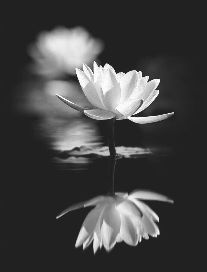 Ảnh Hoa Sen Nền Đen 2