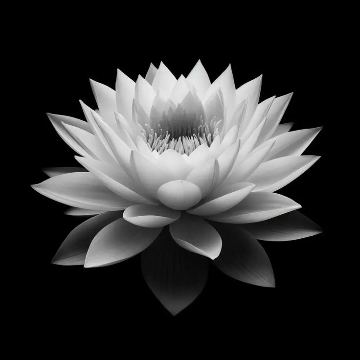 Ảnh Hoa Sen Nền Đen 12