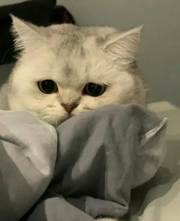 ảnh mèo buồn cute 29