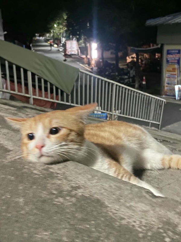 ảnh mèo buồn cute 26