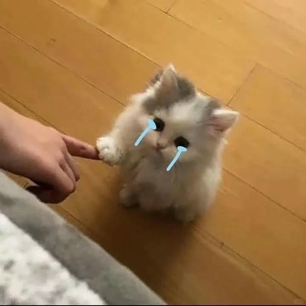 ảnh mèo buồn cute 25