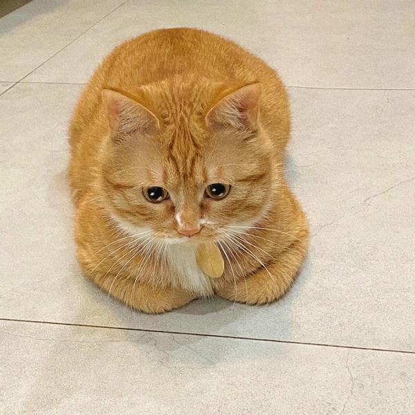 ảnh mèo buồn cute 7