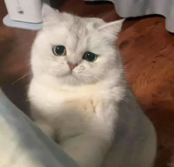 ảnh mèo buồn cute 35