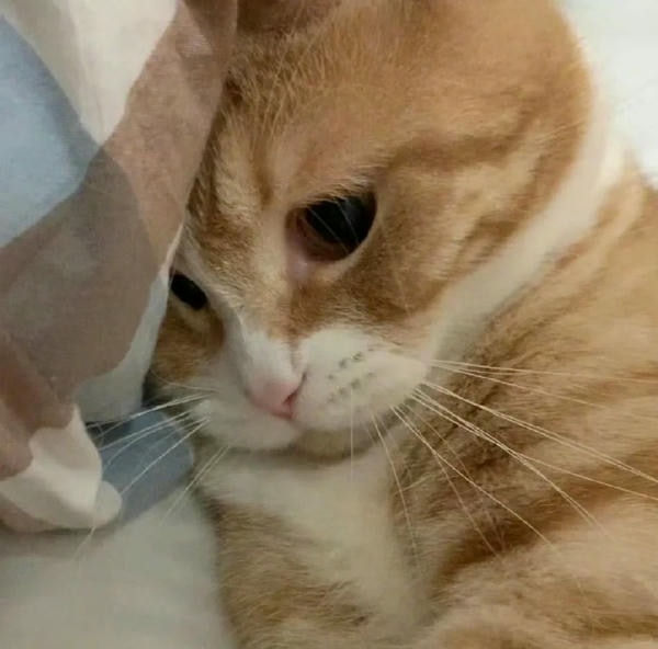 ảnh mèo buồn cute 33