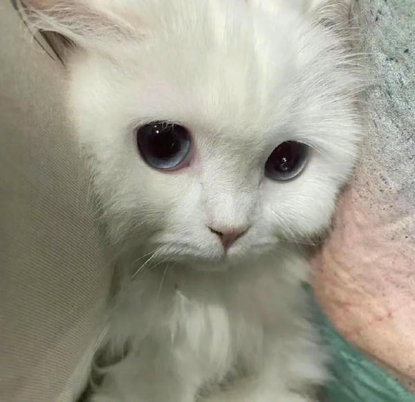 ảnh mèo buồn cute 31