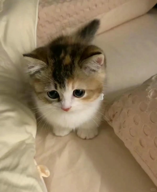 ảnh mèo buồn cute 30