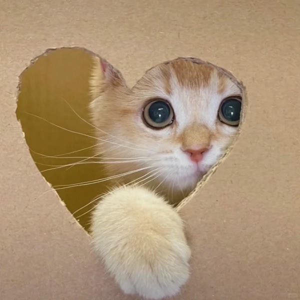 ảnh mèo cute trái tim 12