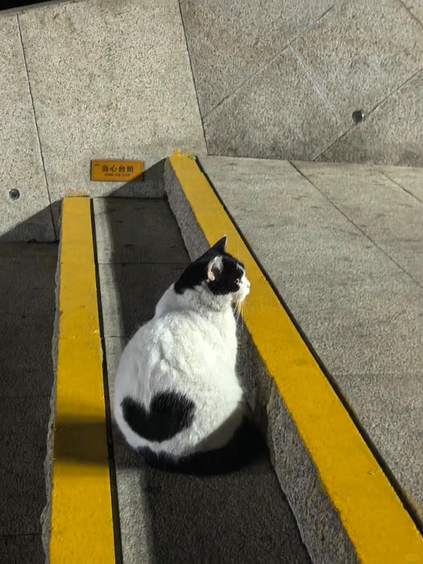 ảnh mèo cute trái tim 13