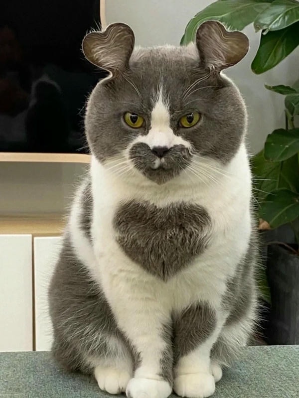 ảnh mèo cute trái tim 15