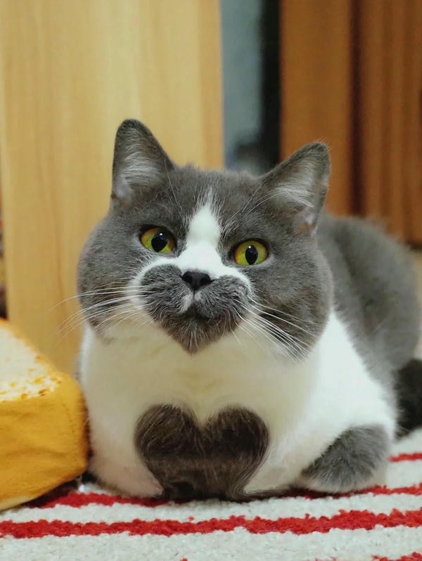 ảnh mèo cute trái tim 16