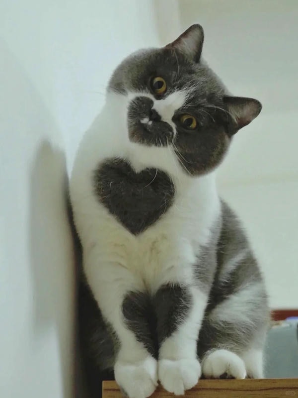 ảnh mèo cute trái tim 17