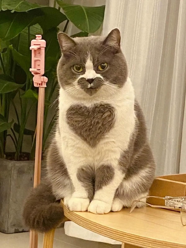 ảnh mèo cute trái tim 21