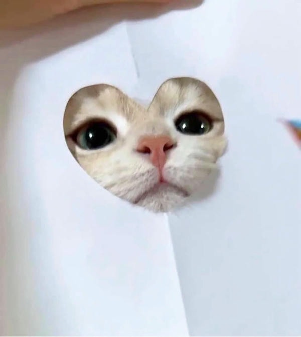 ảnh mèo cute trái tim 29