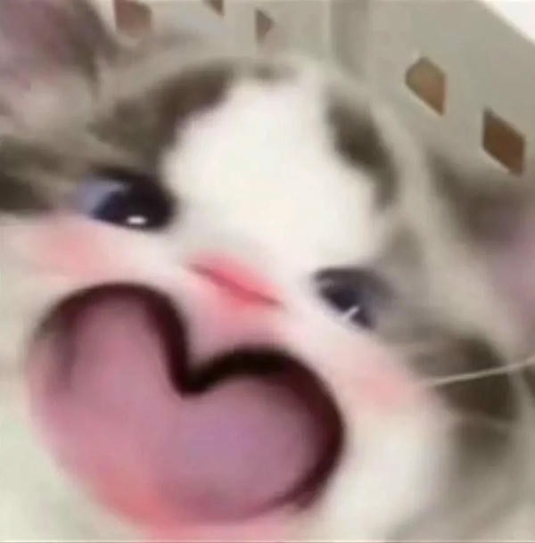 ảnh mèo cute trái tim 8