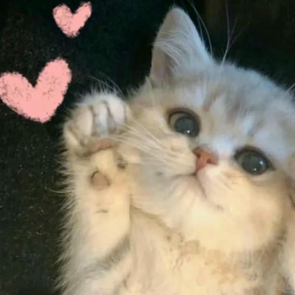 ảnh mèo cute trái tim 9