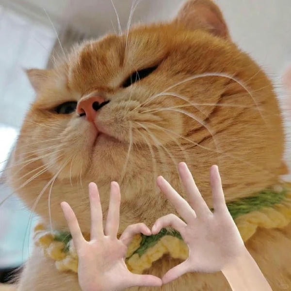 ảnh mèo cute trái tim 10