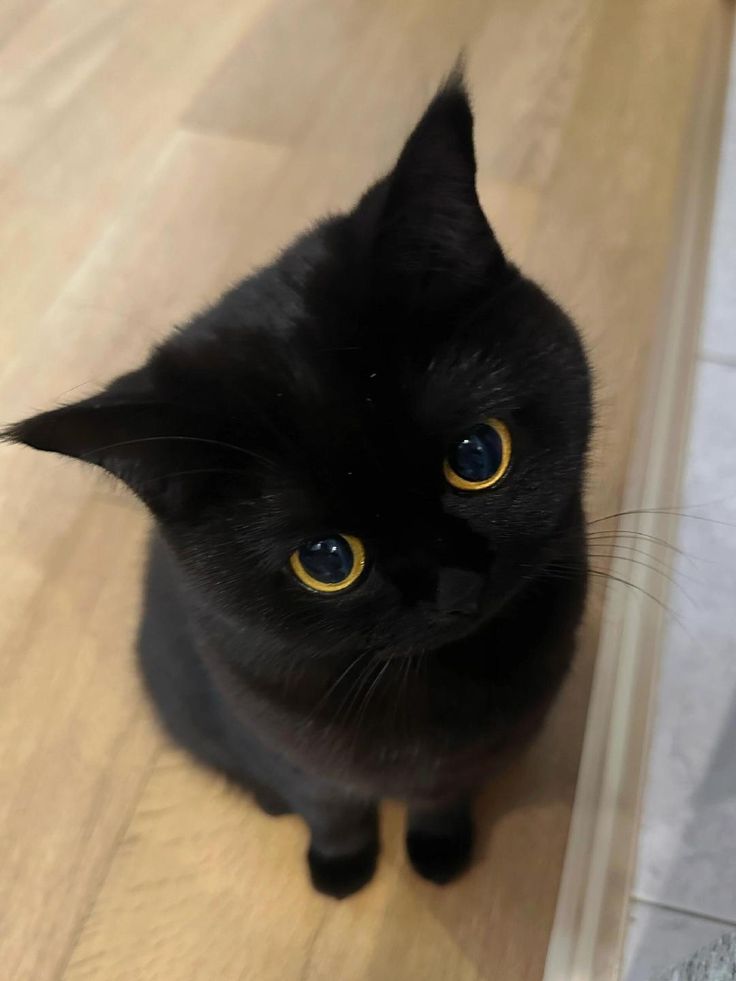 Mèo đen 3