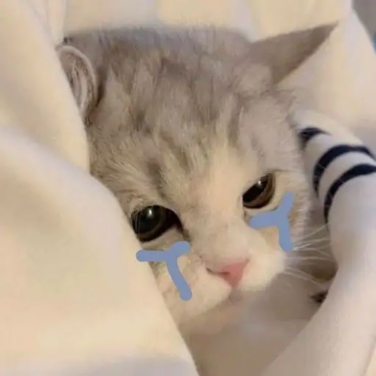 Avatar Ảnh Mèo Cute 10