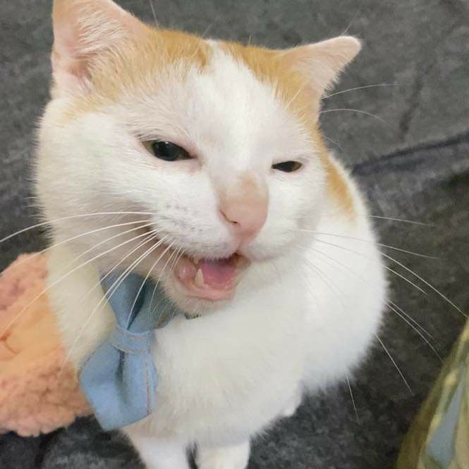 Avatar Ảnh Mèo Cute 5