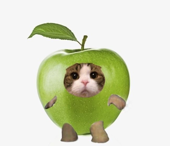 Avatar Ảnh Mèo Cute 11