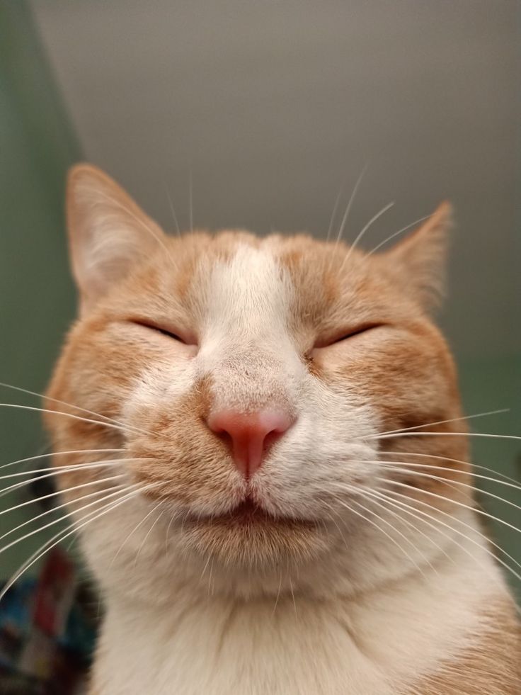 Avatar Ảnh Mèo Cute 3