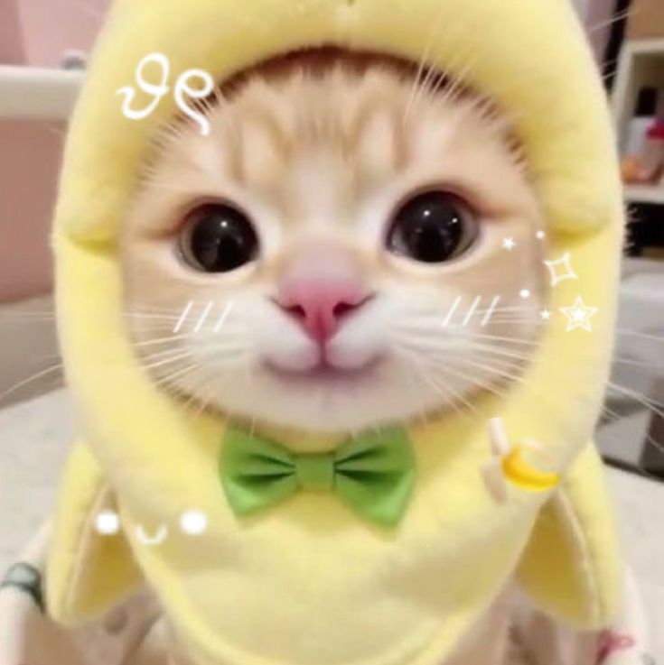 Ảnh Avatar Mèo Cute 6
