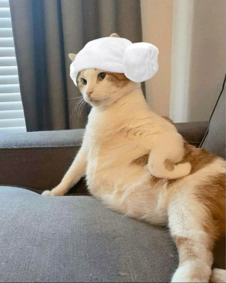 Avatar Ảnh Mèo Cute 1