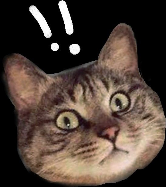 Avatar Ảnh Mèo Cute 9