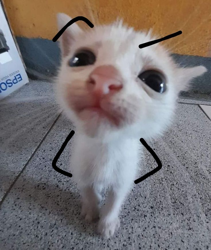 Avatar Ảnh Mèo Cute 13