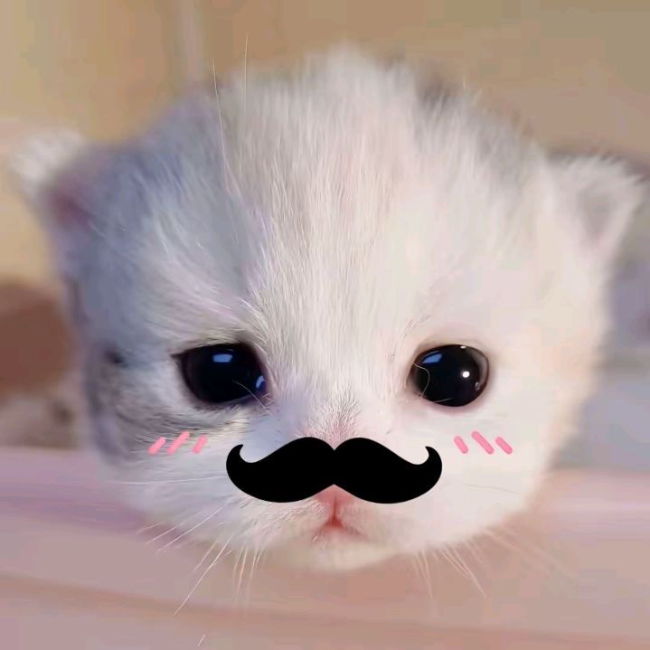 Avatar Ảnh Mèo Cute 2