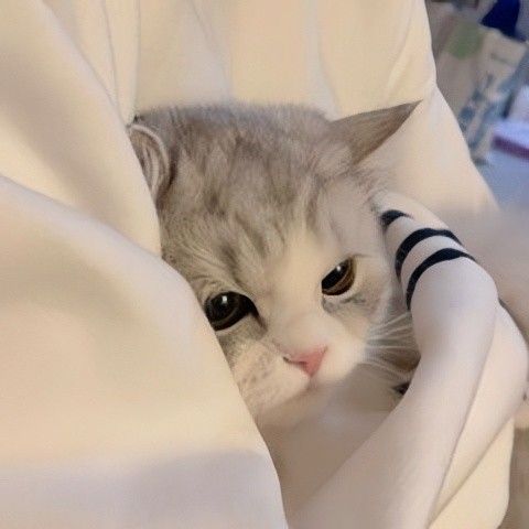 Avatar cute mèo xinh 7