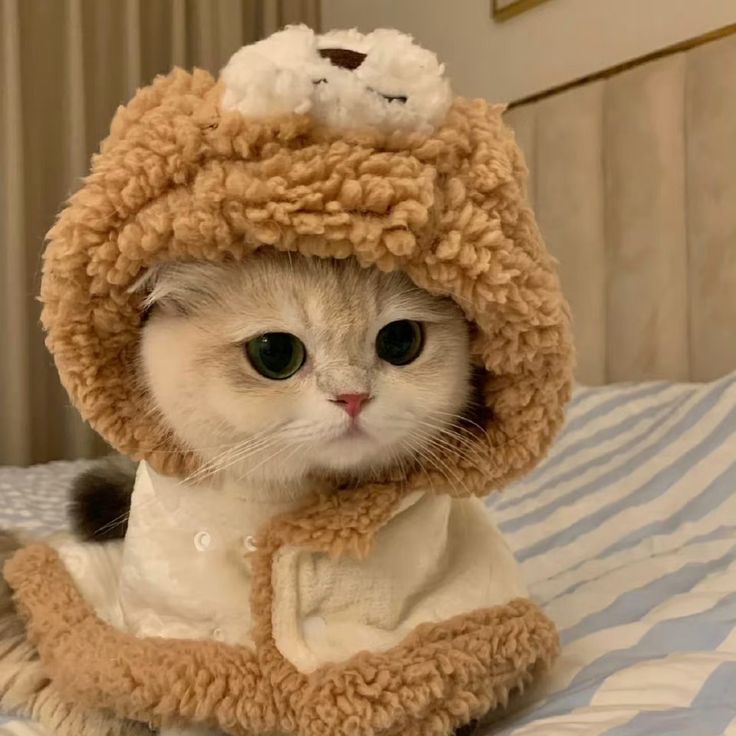 Avatar cute mèo xinh 15