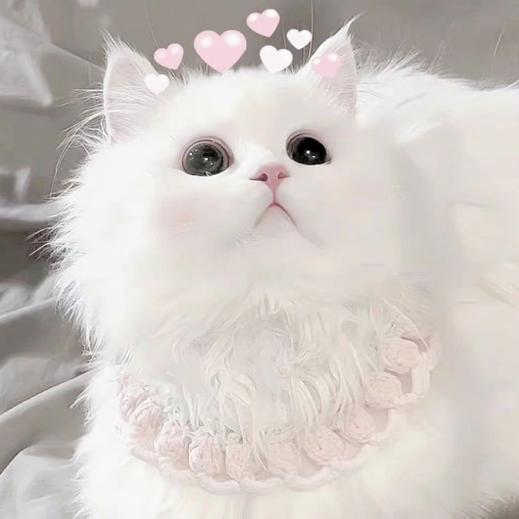 Avatar cute mèo xinh 12