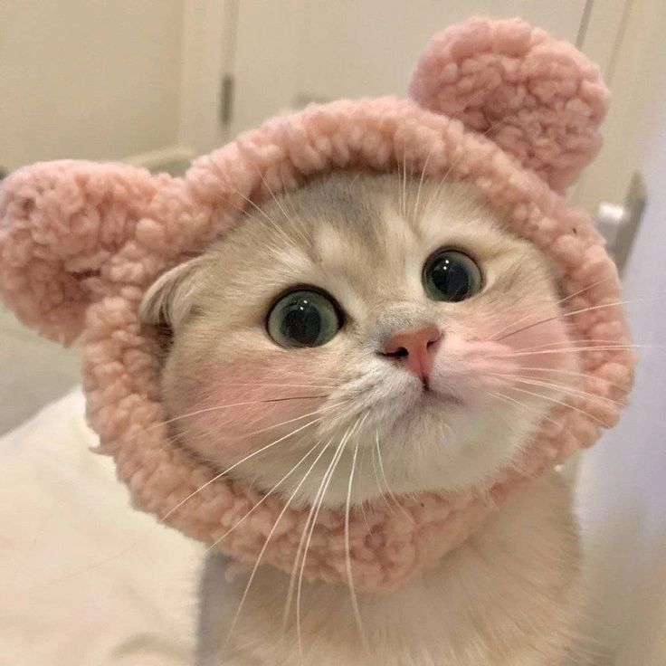 Avatar cute mèo xinh 10