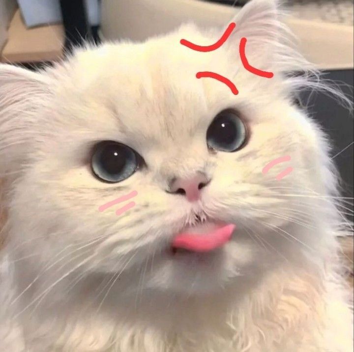 Avatar cute mèo xinh 1