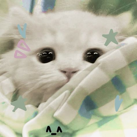 Avatar cute mèo xinh 3