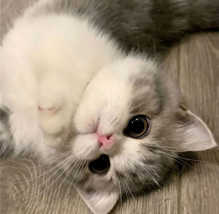 Avatar cute mèo xinh 6