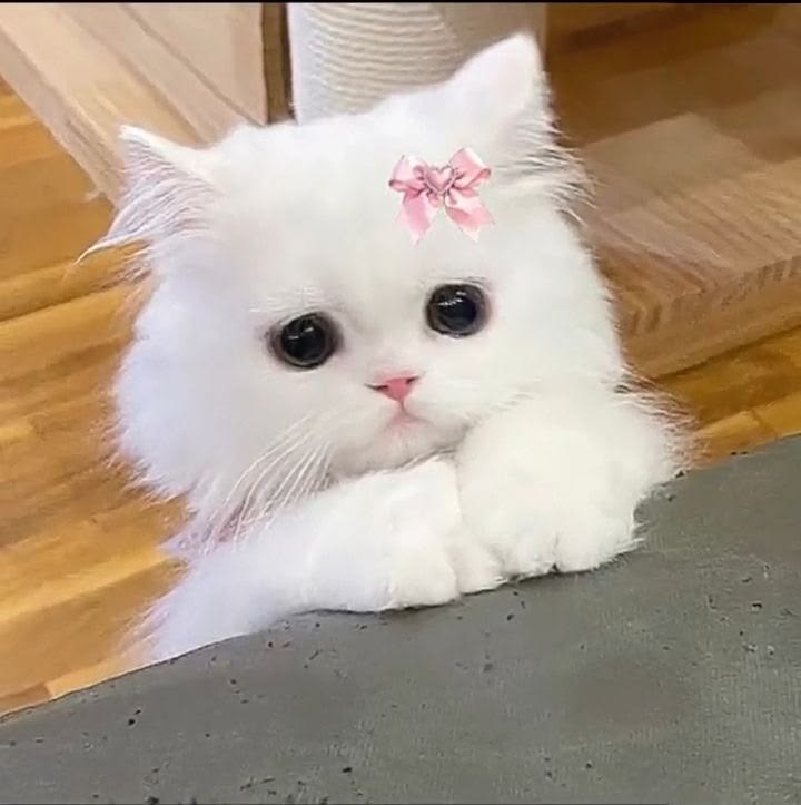 Avatar Mèo Cute 8